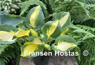 Hosta Georgia Sweetheart