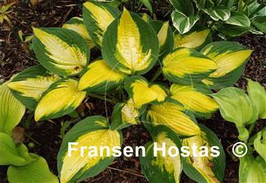 Hosta Georgia Sweetheart