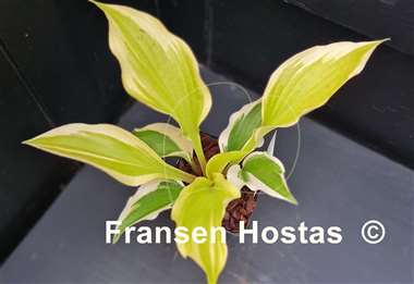 Hosta German Hostimist