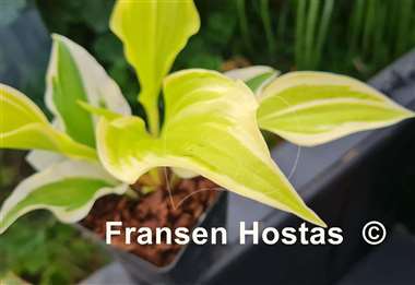 Hosta German Hostimist