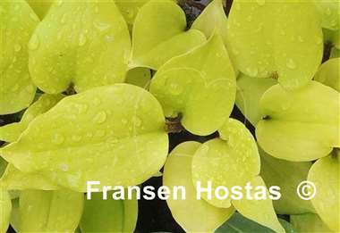 Hosta German Sundown