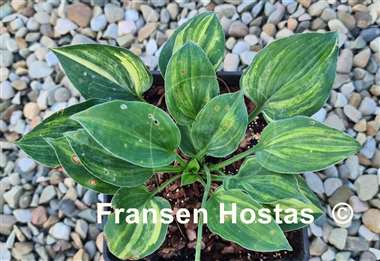Hosta Gertie
