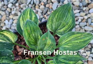 Hosta Gertie