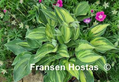 Hosta Gertie