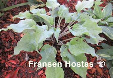 Hosta Ghastly Vision