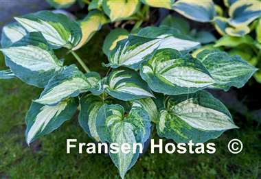 Hosta Ghost Spirit