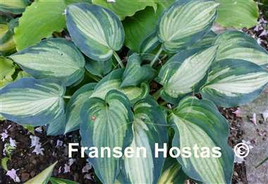 Hosta Ghostmaster 