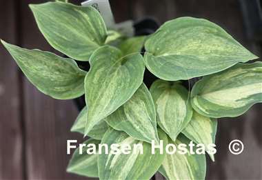Hosta Ghostmaster