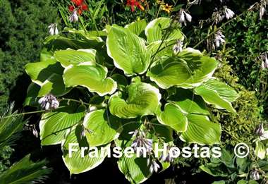 Hosta Giant FH Collection 2024