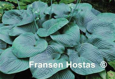 Hosta Giant FH Collection 2024