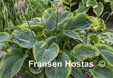 Hosta Giant FH Collection 2024