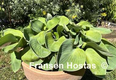 Hosta Giantland Sunny Mouse Ears
