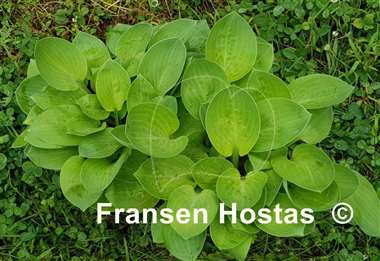 Hosta Giantland Symmetry