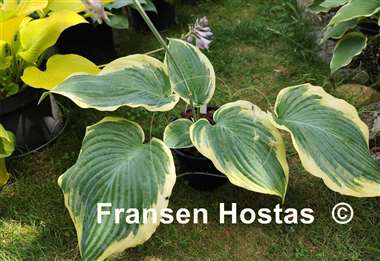 Hosta Gigantosaurus