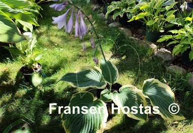 Hosta Gigantosaurus