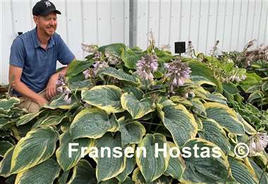 Hosta Gigantosaurus