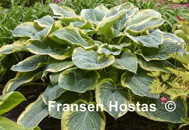 Hosta Gigantosaurus