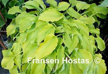 Hosta Gilt by Association