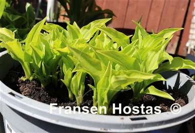Hosta Gingee