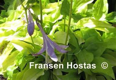 Hosta Gingee