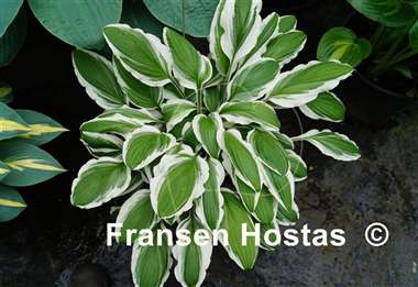 Hosta Ginko Craig
