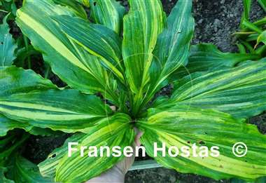 Hosta Ginsu Knife Supreme