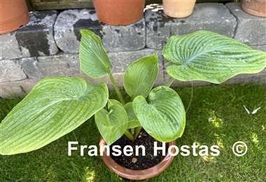 Hosta Gitchigumi