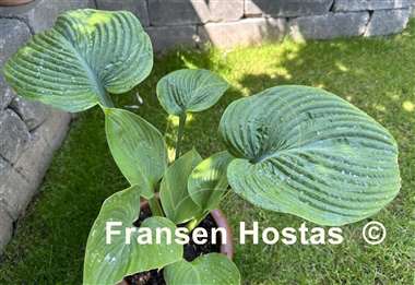 Hosta Gitchigumi