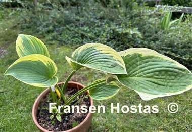 Hosta Glacial Towers