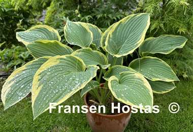 Hosta Glacial Towers