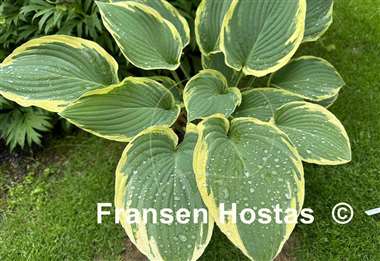 Hosta Glacial Towers