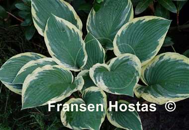 Hosta Glacial Towers