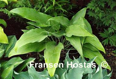 Hosta Glacier Cascade