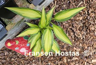 Hosta Glamour