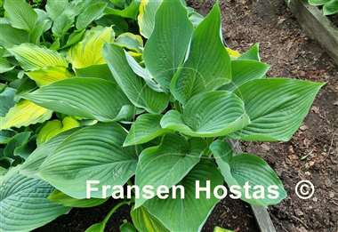 Hosta Glen Triumph