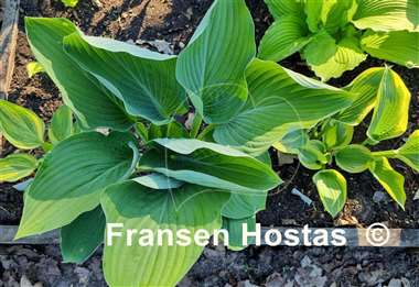 Hosta Glen Triumph