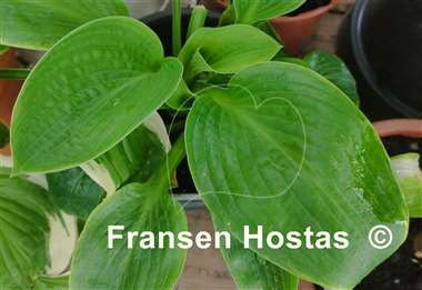 Hosta Glitter 