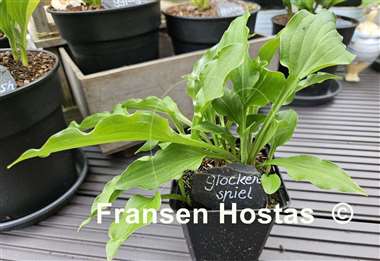 Hosta Glockenspiel