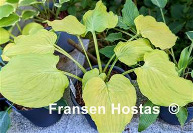 Hosta Glory