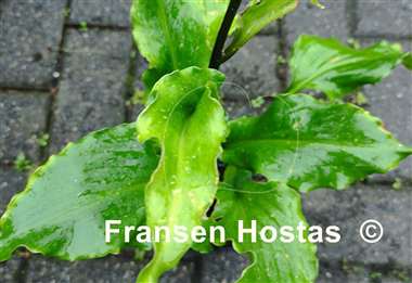 Hosta Glossy Ruffles