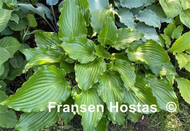 Hosta Glossy Ruffles