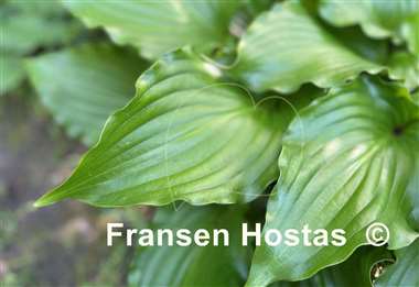 Hosta Glossy Ruffles