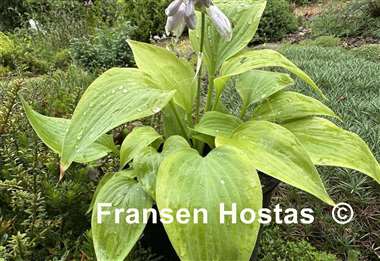 Hosta Going for Gold