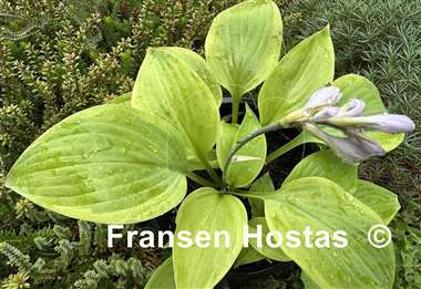 Hosta Going for Gold