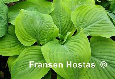 Hosta Going for Gold