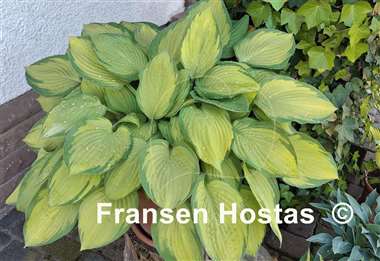 Hosta Gold Standard