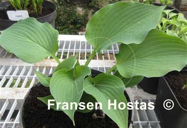 Hosta Goldbrook Genie
