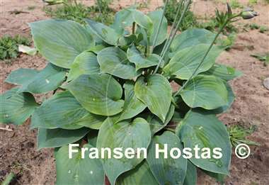 Hosta Goldbrook Genie
