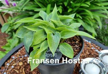 Hosta Goldbrook Genie