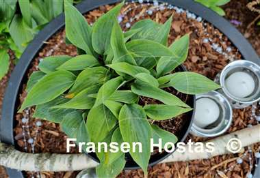 Hosta Goldbrook Genie